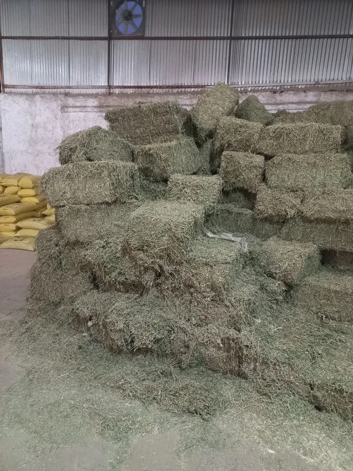 ذرت علوفه و بیده درجه|حیوانات مزرعه|فردوس (خراسان), |دیوار