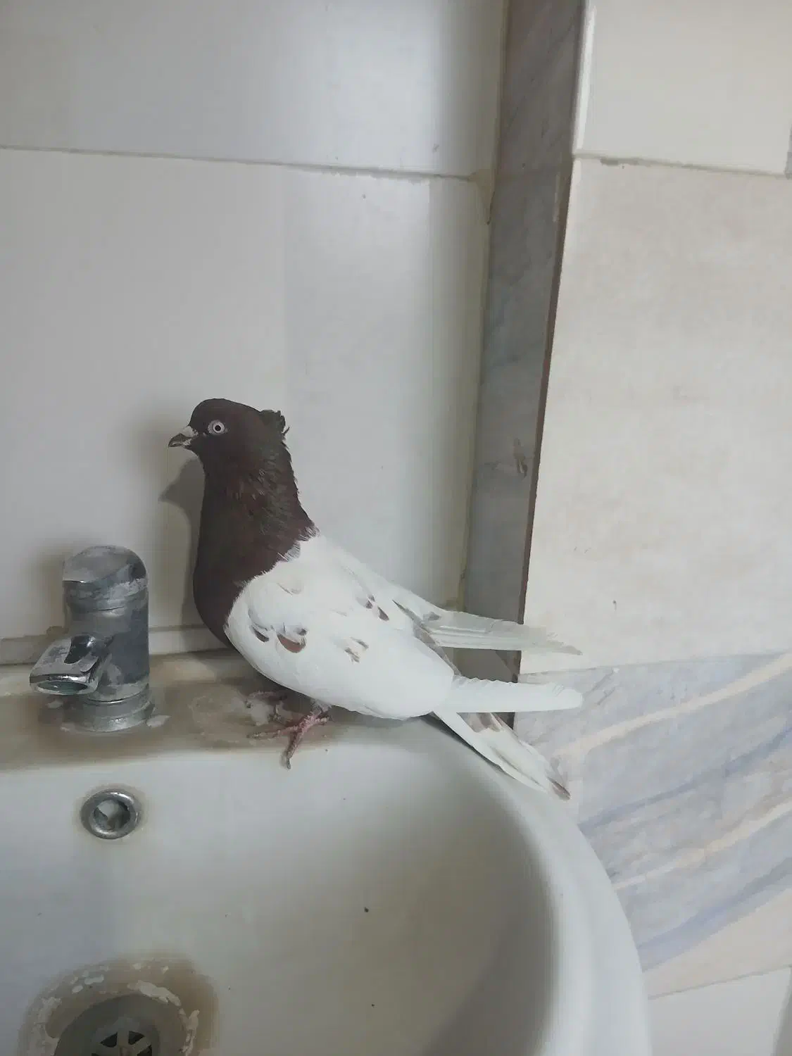 نرکله ای سرخ ب شرط تخم جوجه|پرنده|بروجرد, |دیوار