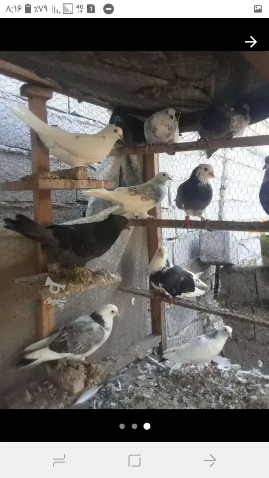 کبوتر پرشی غریبگیری|پرنده|قائمشهر, |دیوار