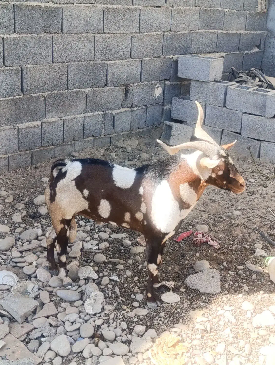 نری پَچی|حیوانات مزرعه|قلعه قاضی, |دیوار