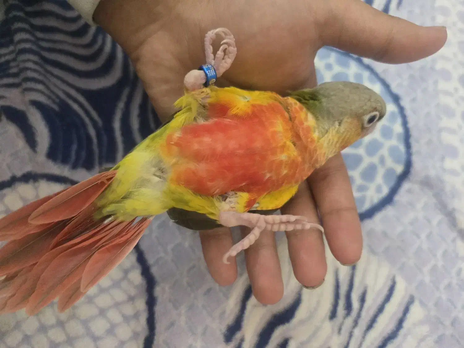 گرینچیک آناناسی دبل رد|پرنده|مشهد, تربیت (صدف)|دیوار