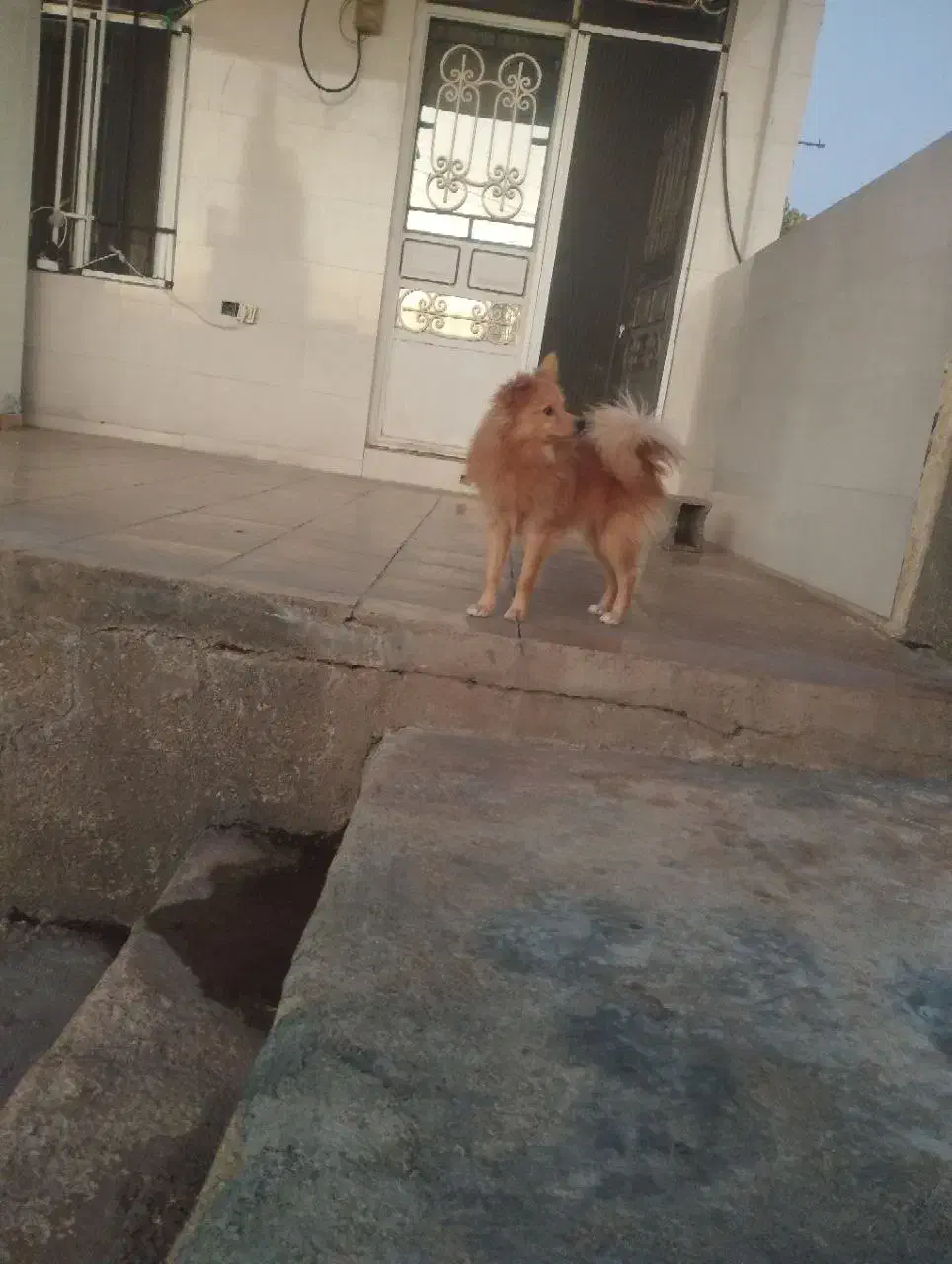 سگ موکا جذاب|سگ|سرپل ذهاب, |دیوار