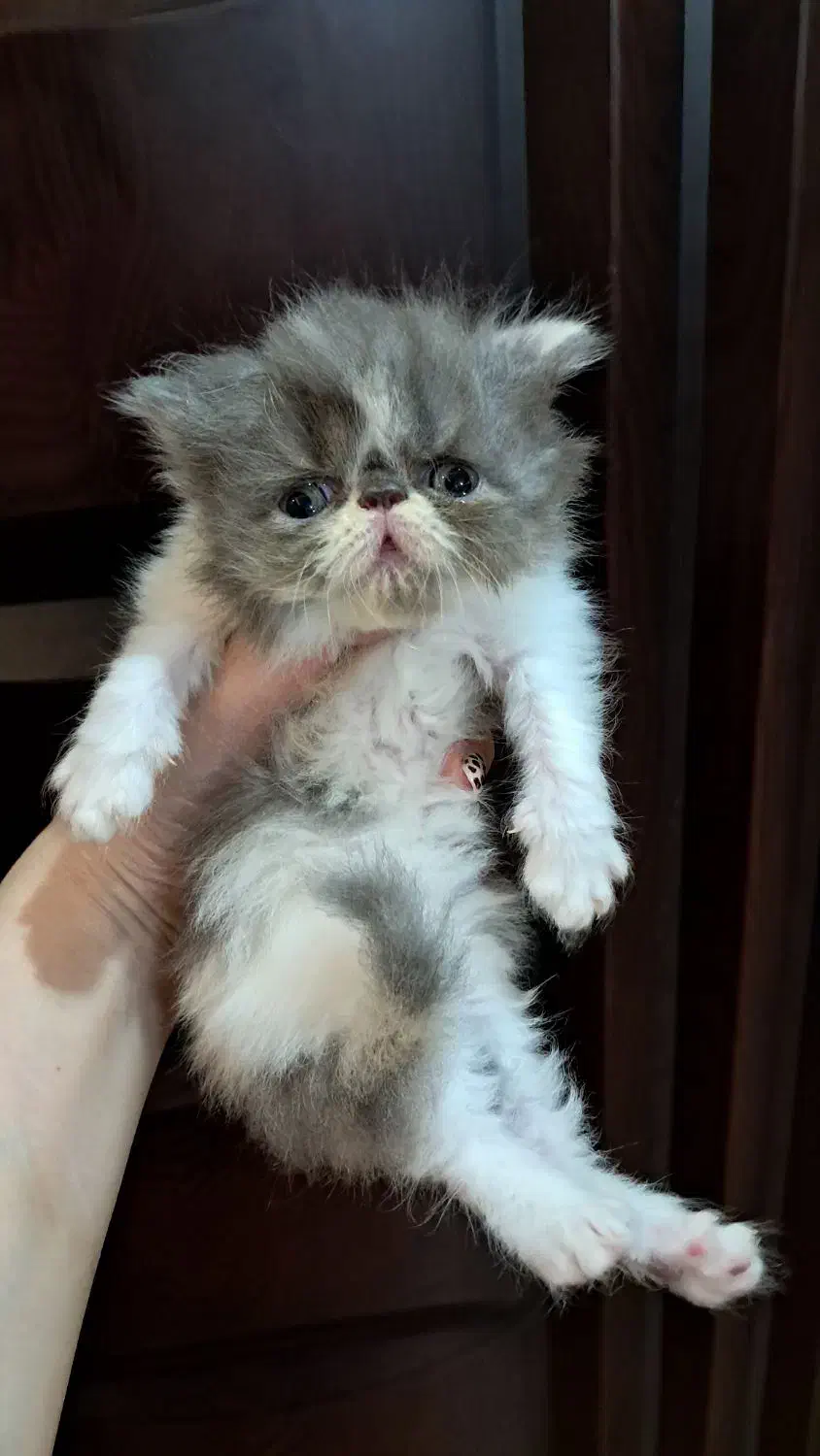 پرشین کالیکو|گربه|رشت, کوی حسینی|دیوار