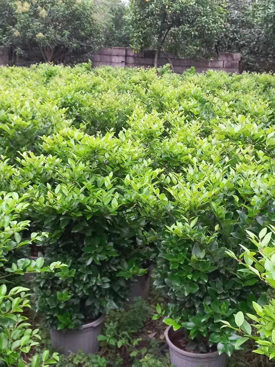 لاوسون  یاس هلندی شمشاد طلایی|خدمات باغبانی و درختکاری|چابکسر, |دیوار