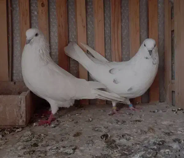 کفتر پرشی|پرنده|رباط‌کریم, نصیرشهر|دیوار