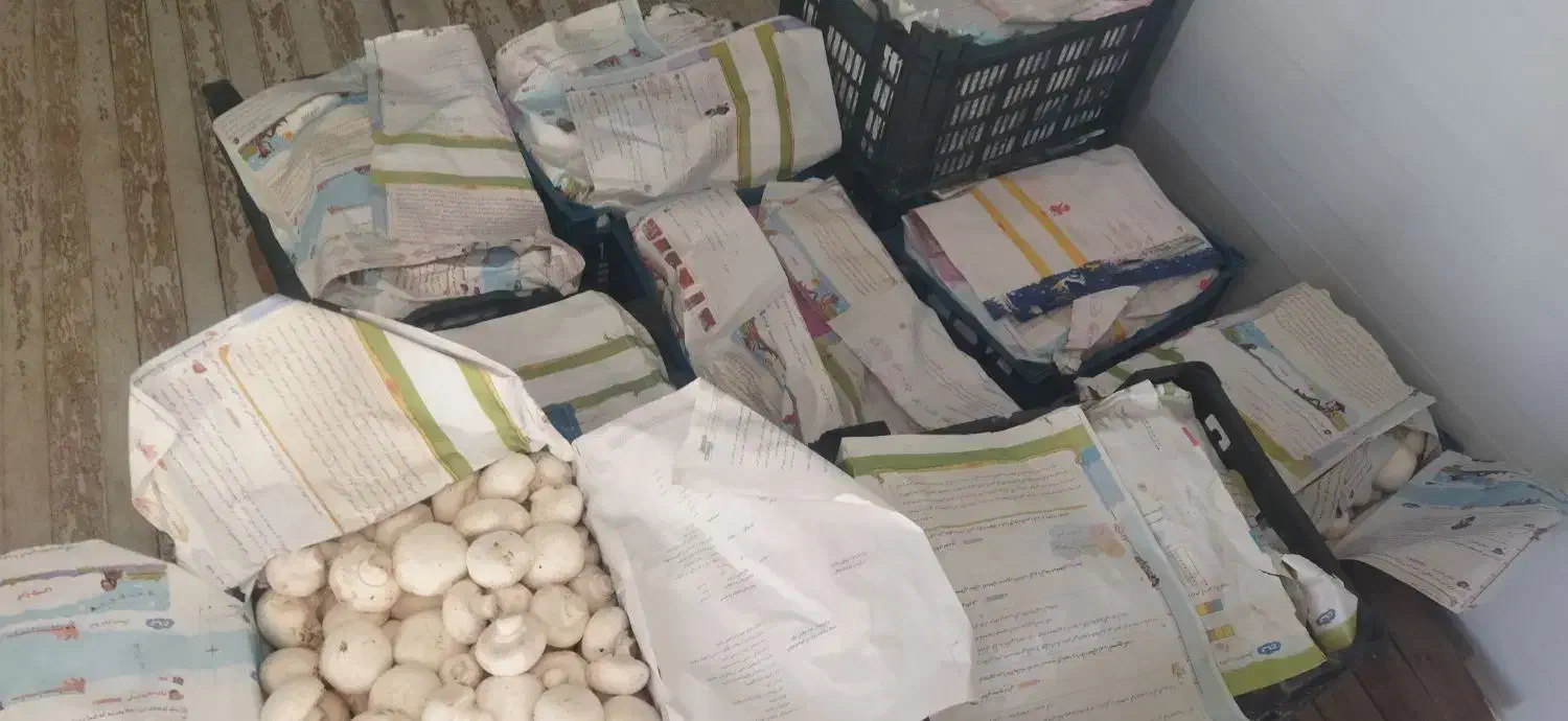 قارچ عمده|خوردنی و آشامیدنی|اردکان, |دیوار