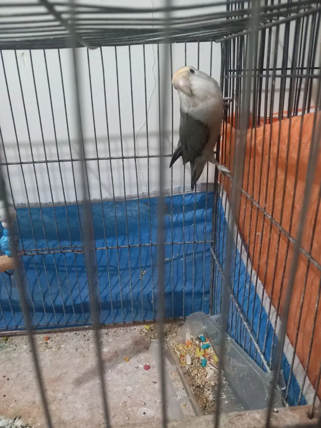 طوطی برزیلی ماده|پرنده|ماهدشت, |دیوار