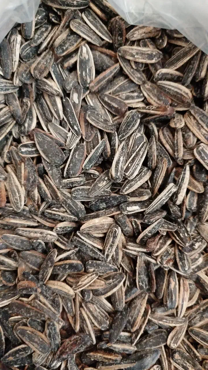 تخمه آفتابگردان|خوردنی و آشامیدنی|اسفرورین, |دیوار