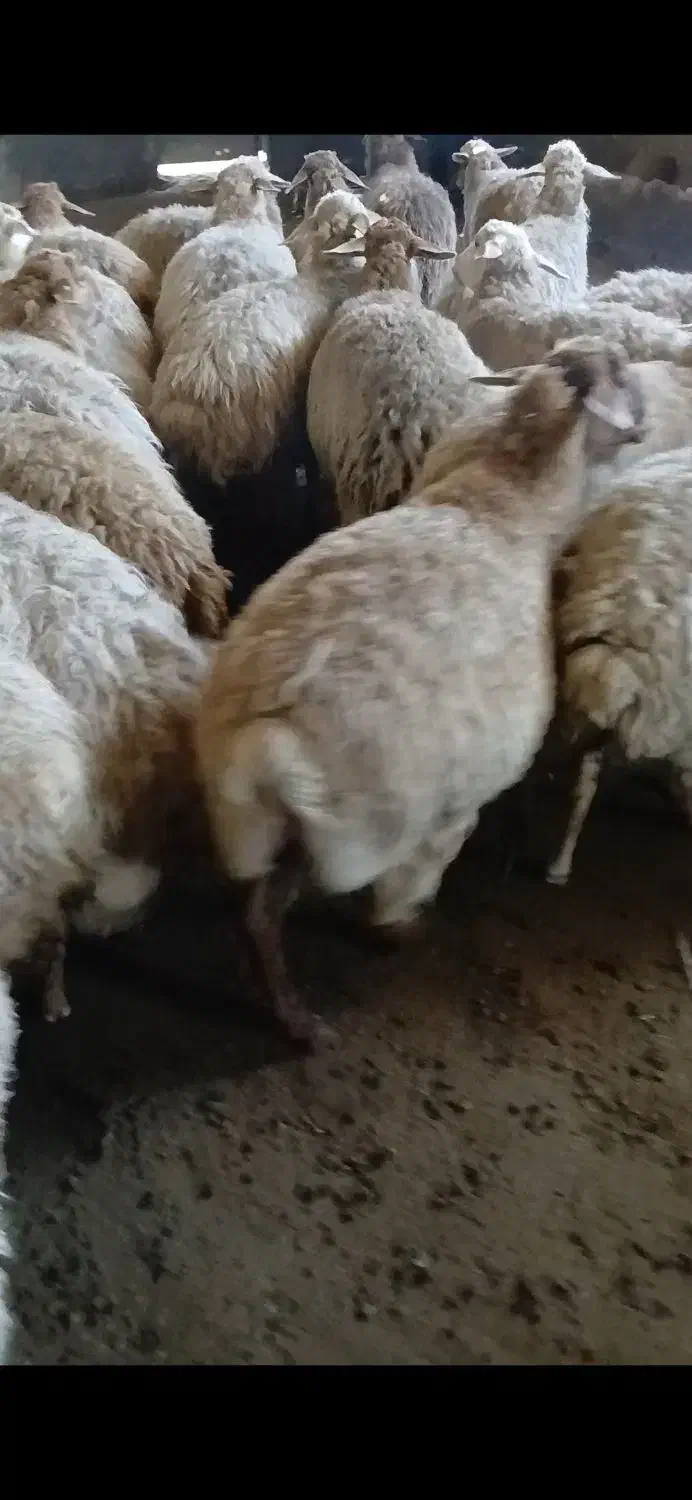 گوسفند|حیوانات مزرعه|قشلاق دشت, |دیوار