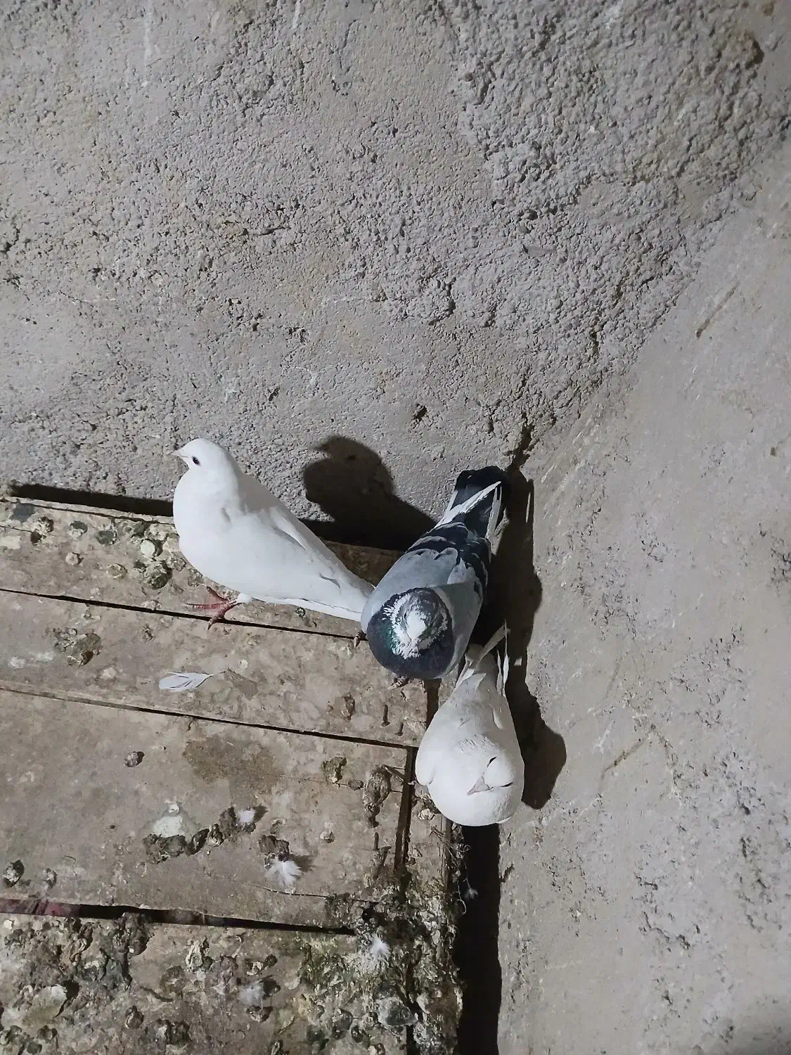 کبوتر|پرنده|سمیرم, |دیوار