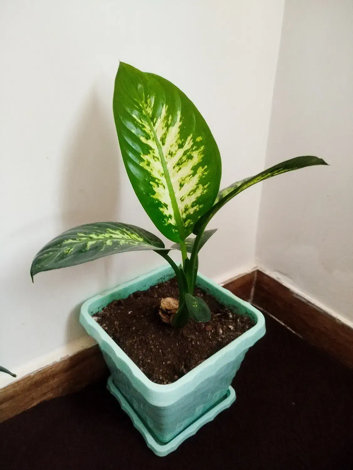 گل دیفن باخیا|گل و گیاه طبیعی|مریوان, |دیوار