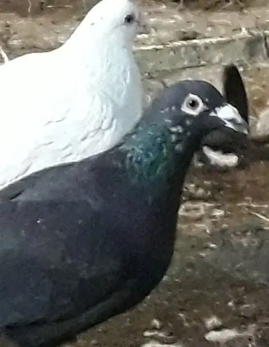 کبوتر شهرستانی( گرفتنی)|پرنده|تهران, علم و صنعت|دیوار