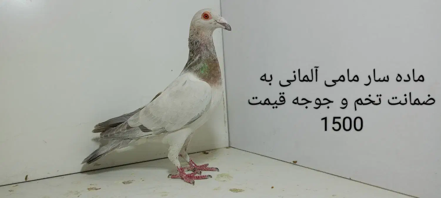 20عدد کبوترماده پلنگ و گراف|پرنده|مشهد, پنجتن|دیوار