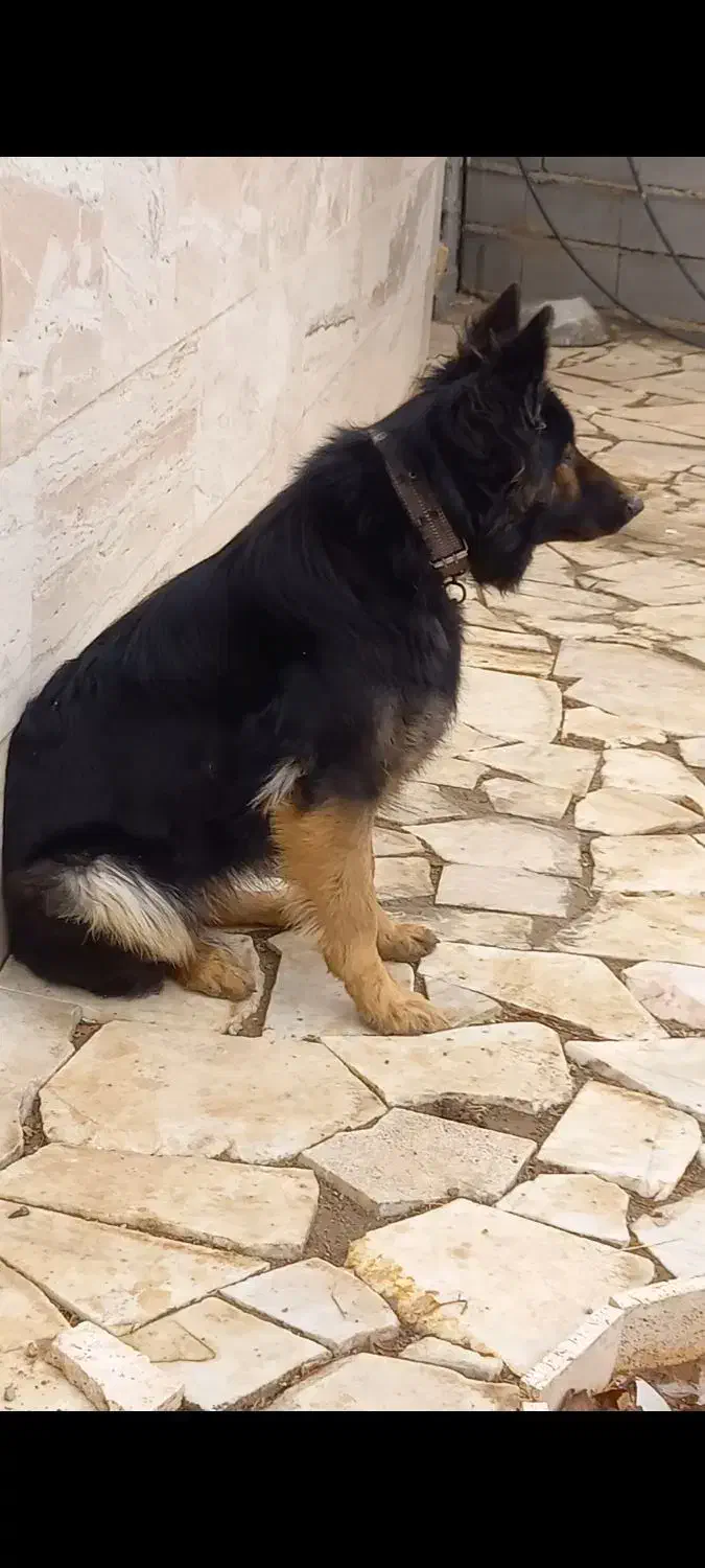 فروش مرغ تخمگذار و یک سگ ژرمن|حیوانات مزرعه|دلیجان, |دیوار