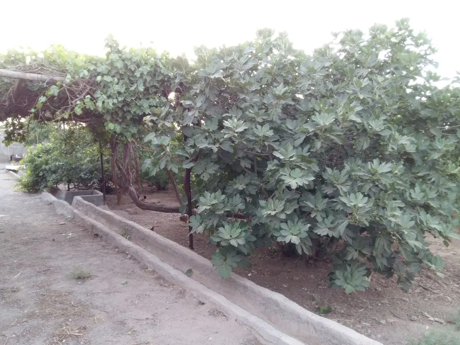 ۱۵۰۰ متر باغ سنددار|فروش دفتر صنعتی، کشاورزی، تجاری|کویرات, |دیوار