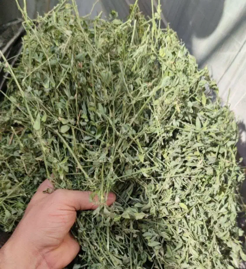 یونجه خشک|عمدهفروشی|پارسآباد, |دیوار