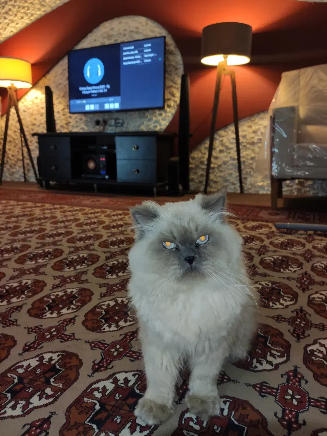 گربه پرشین سیامی|گربه|گنبد کاووس, |دیوار