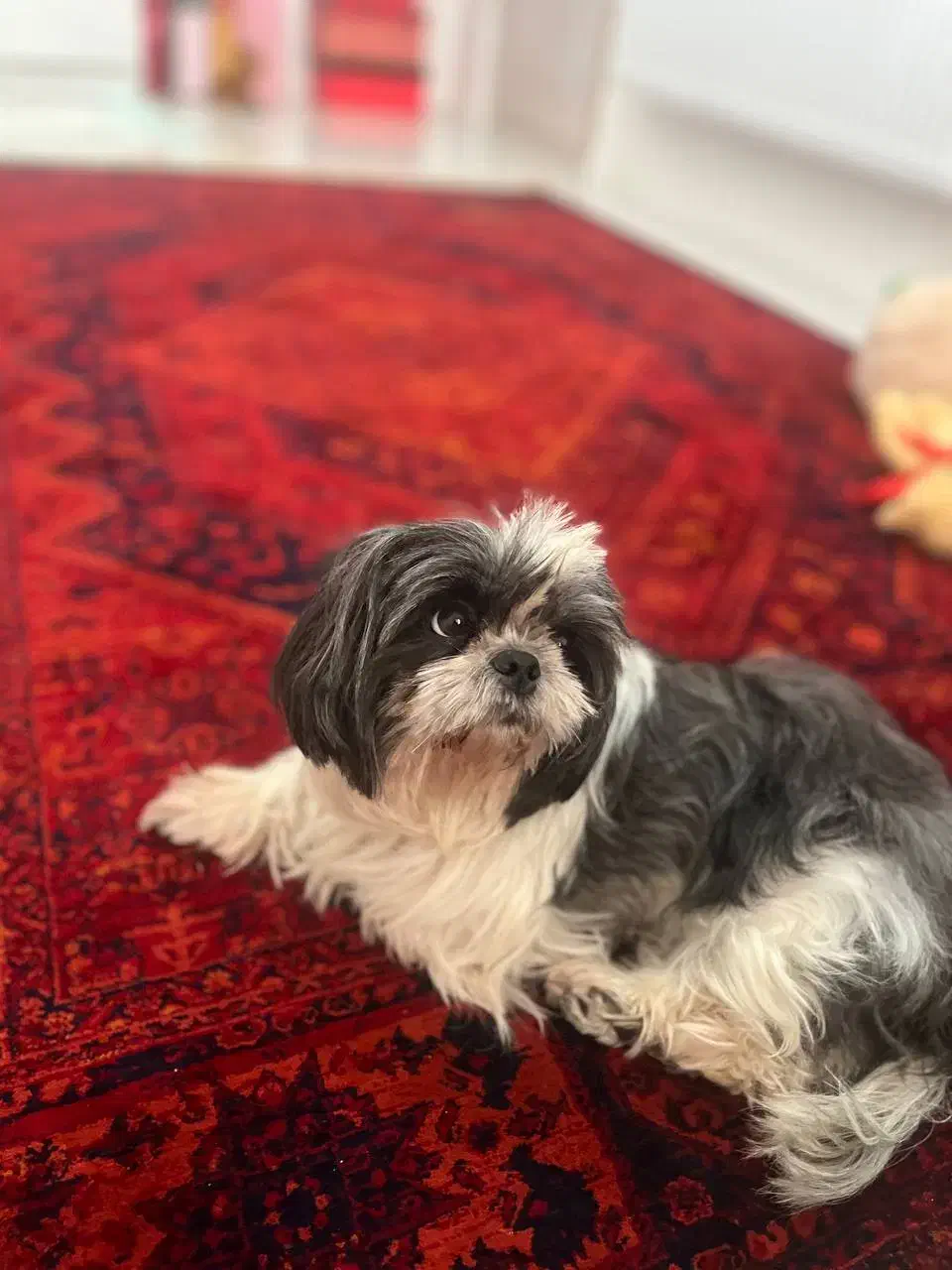 شیتزو|سگ|ابهر, |دیوار