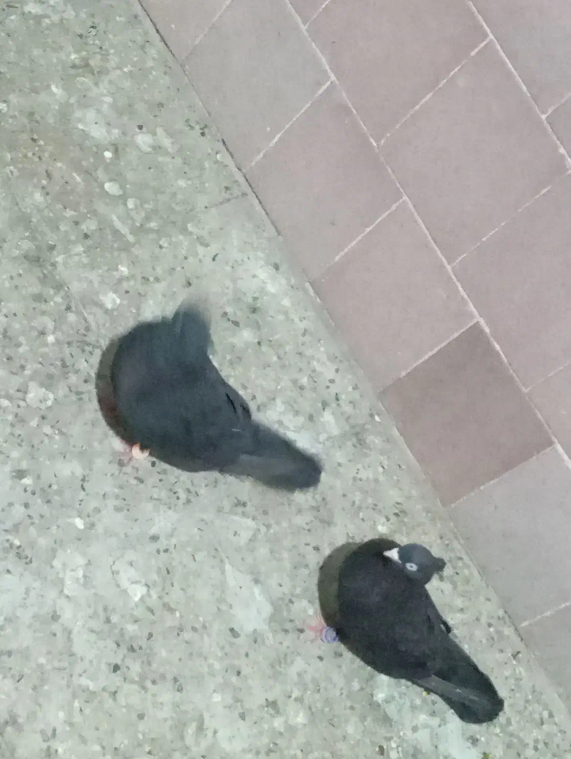 زاغ درجایی با زاغ آبادانی|پرنده|میناب, |دیوار