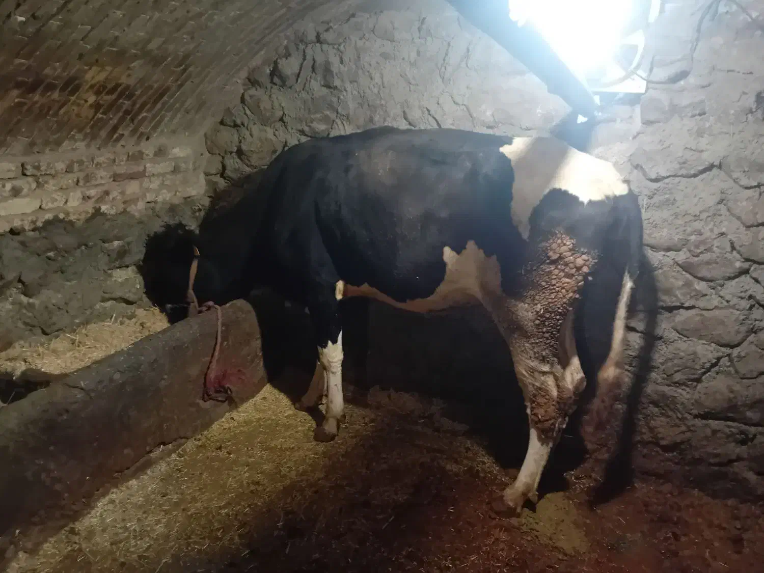 گاوشیری ۶ماه آبستن همراه با گوساله نر ۹ماهه|حیوانات مزرعه|ازنا, |دیوار