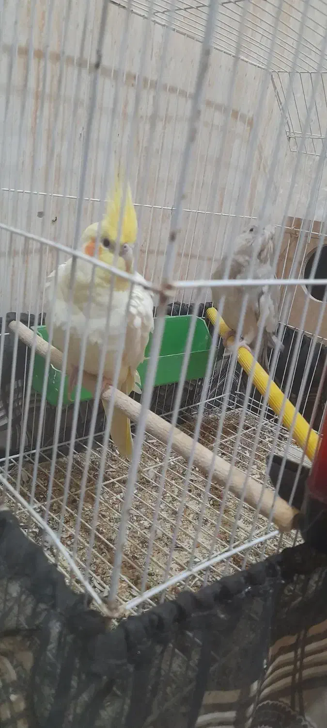 عروس هلندی|پرنده|شادگان, |دیوار