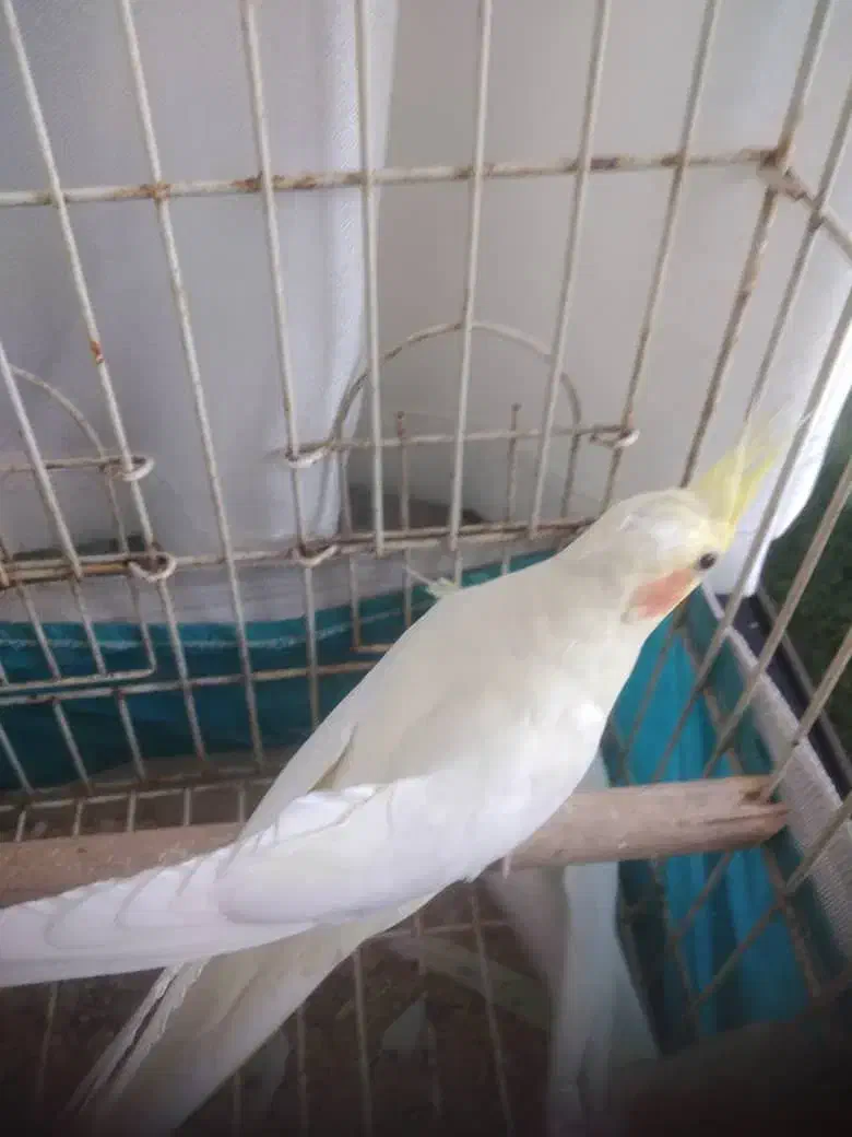 عروس هلندی مولد واقعی|پرنده|دماوند, دماوند|دیوار