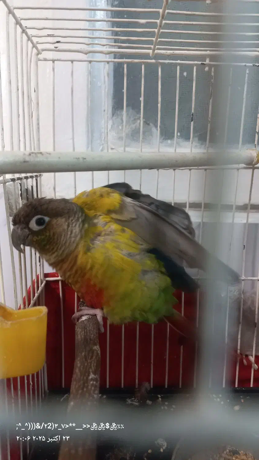 طوطی گرینچیک|پرنده|اسلامشهر, شهرک مهدیه|دیوار