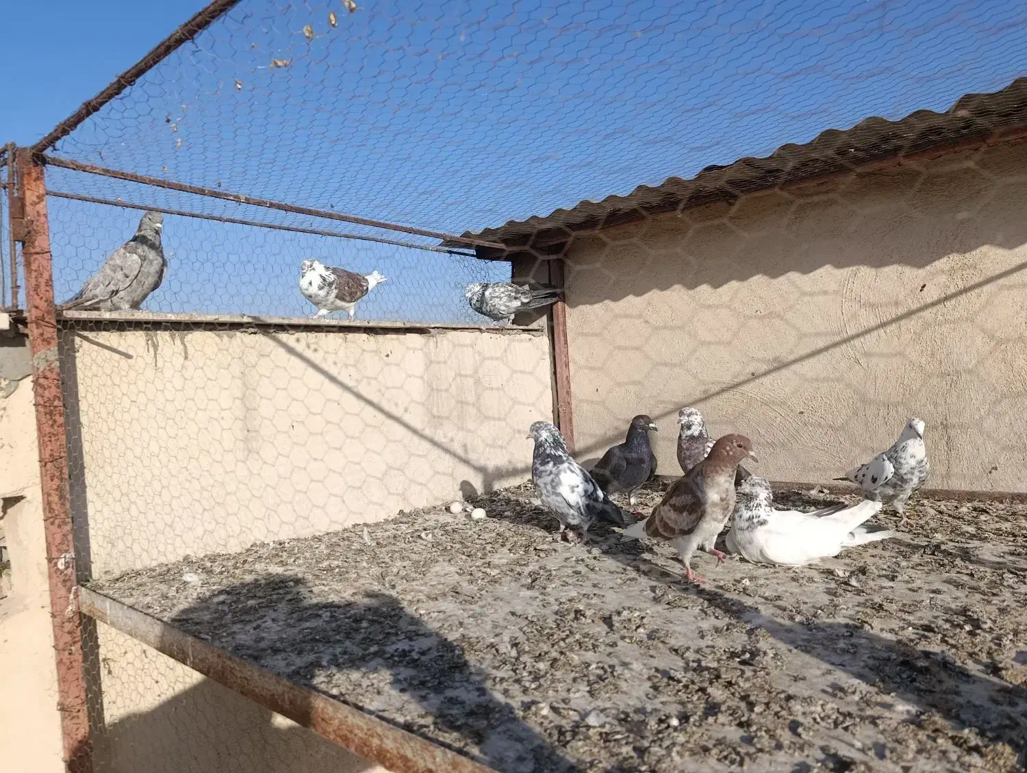 کفتر تهرانی|پرنده|محمدیه-قزوین, |دیوار