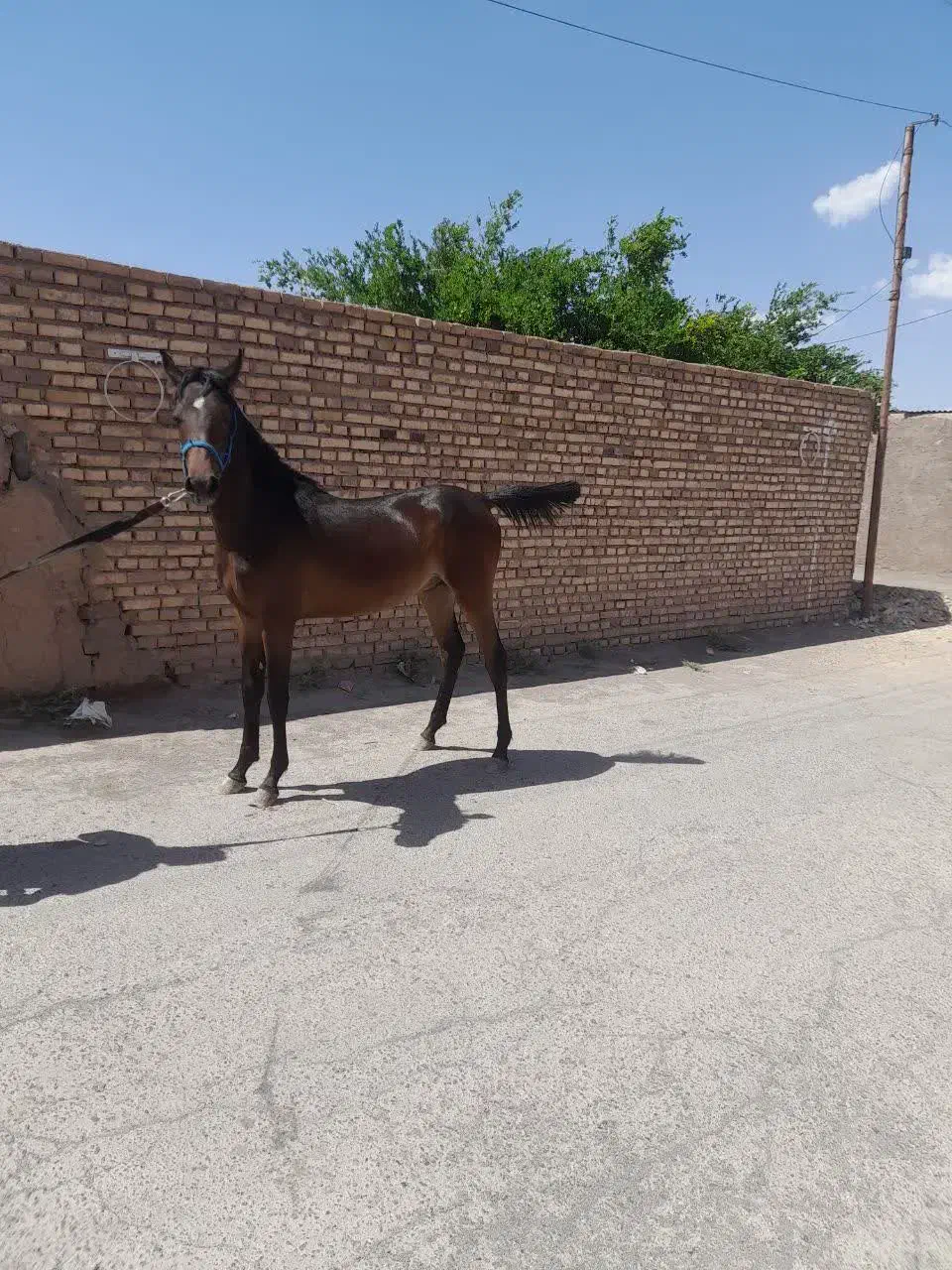 اسب|اسب و تجهیزات اسب‌سواری|رفسنجان, |دیوار