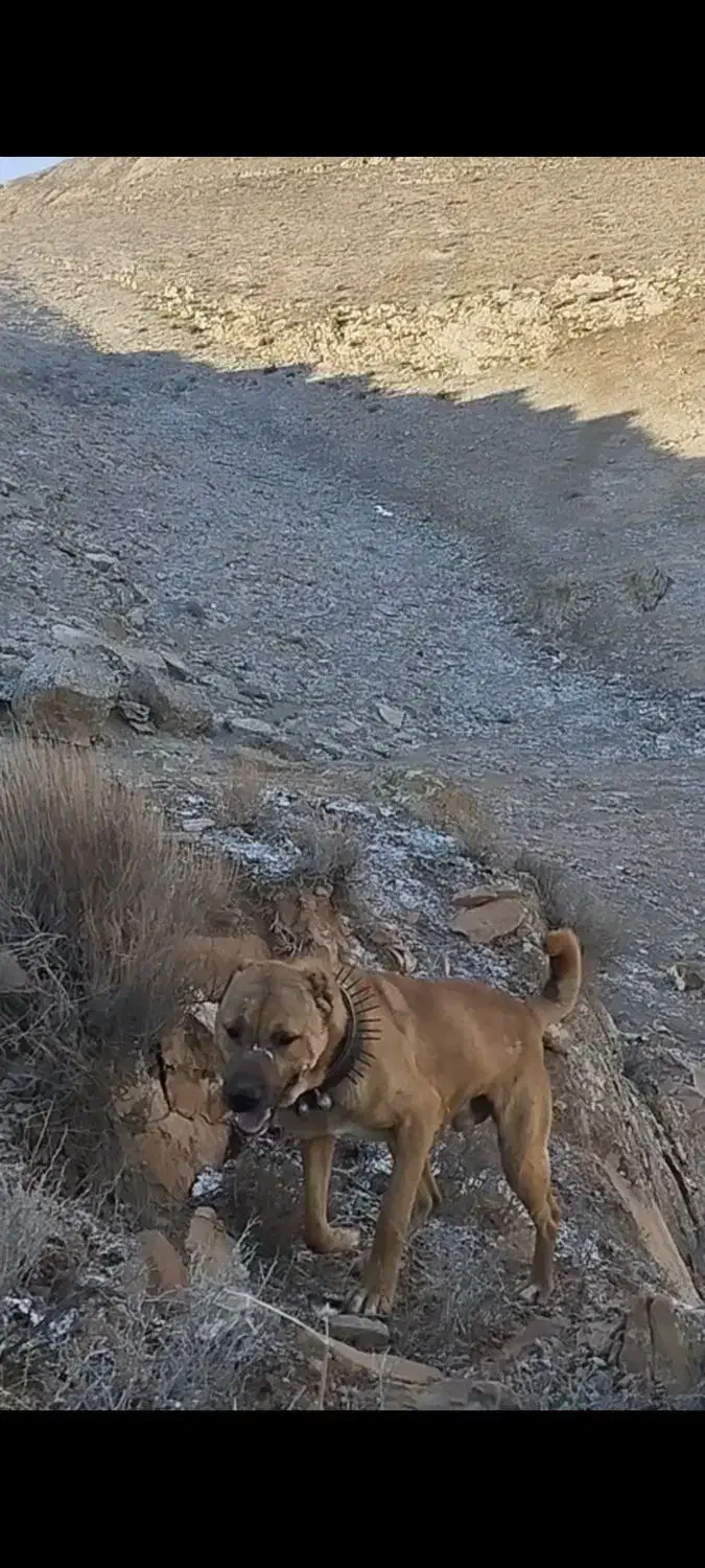 سگ گسفندی|سگ|شیروان (خراسان), |دیوار