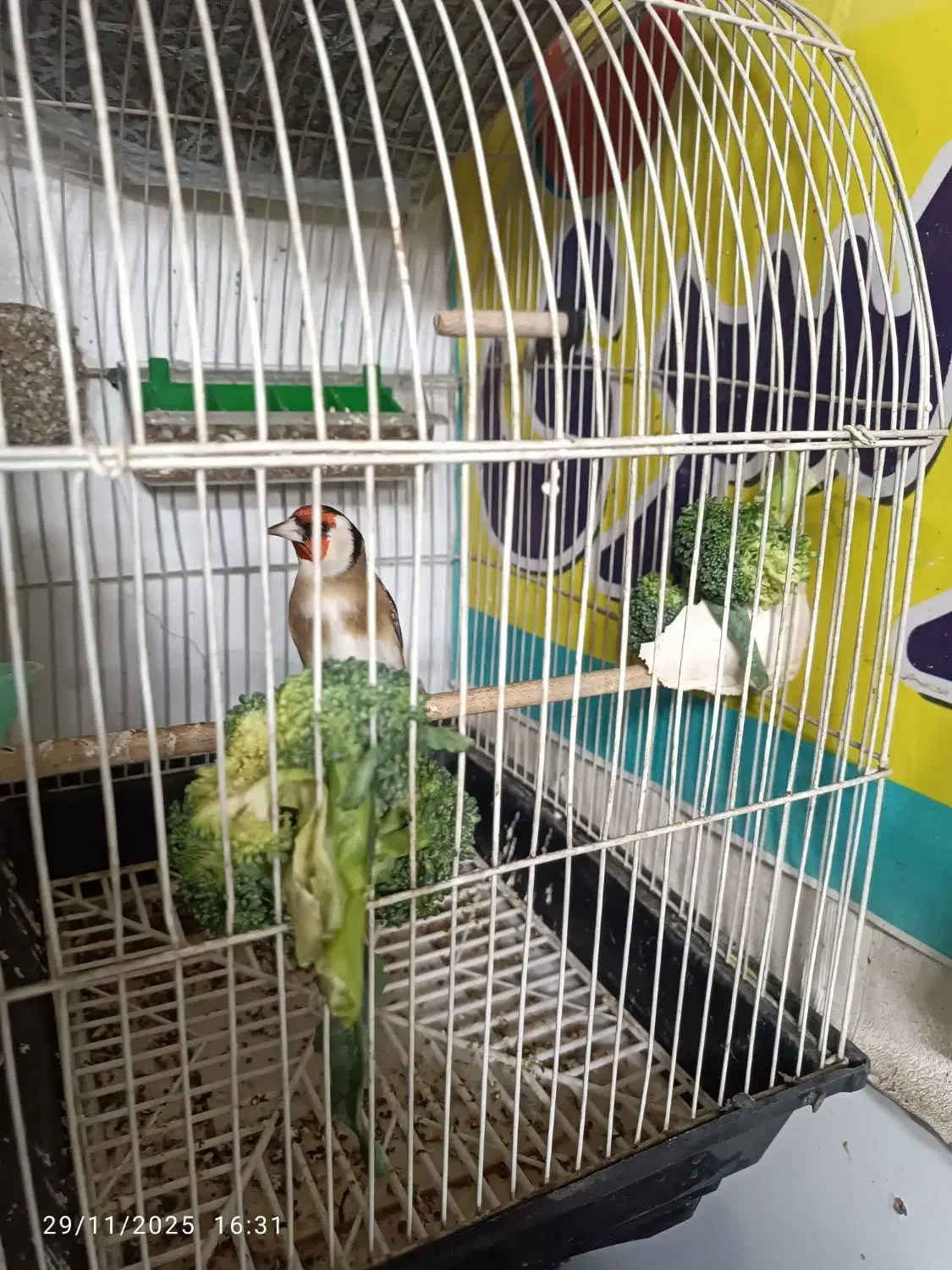 سهره زیبا|پرنده|قم, نیروگاه|دیوار