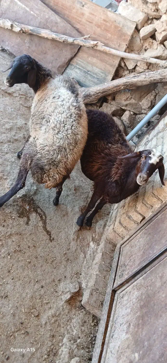 میش|حیوانات مزرعه|شازند, |دیوار