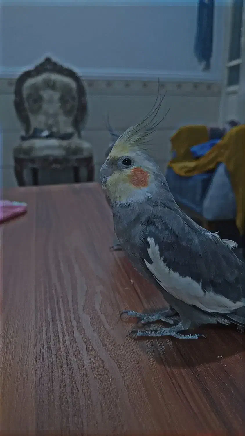 عروس هلندی جفت|پرنده|اشتهارد, |دیوار