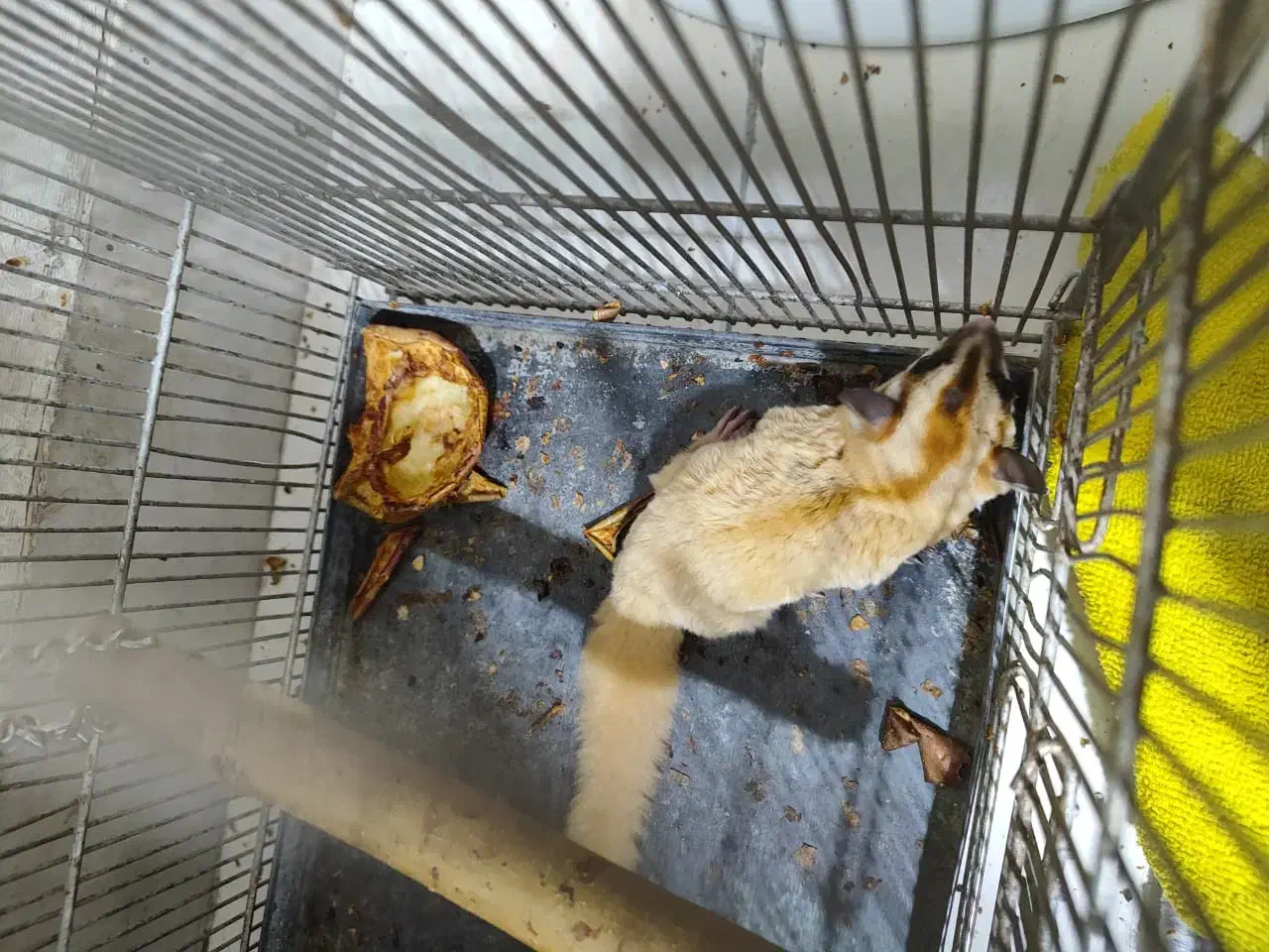 همستر پرنده|موش و خرگوش|تهران, دولاب|دیوار