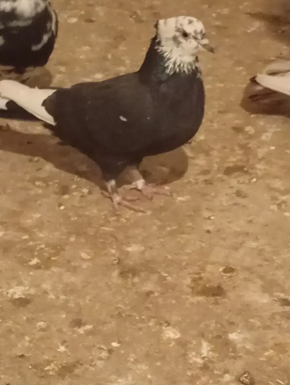 کبوتر پرشی|پرنده|قوچان, |دیوار