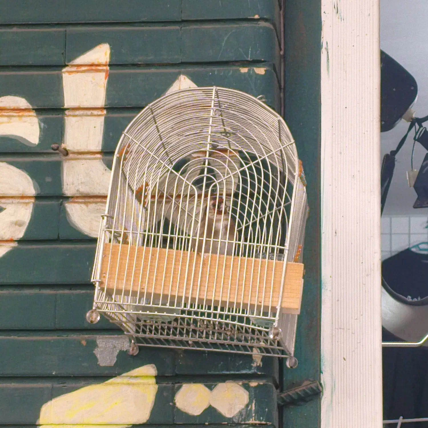 سهره سرسیاه 3گل طوق دار|پرنده|شیراز, بازار|دیوار