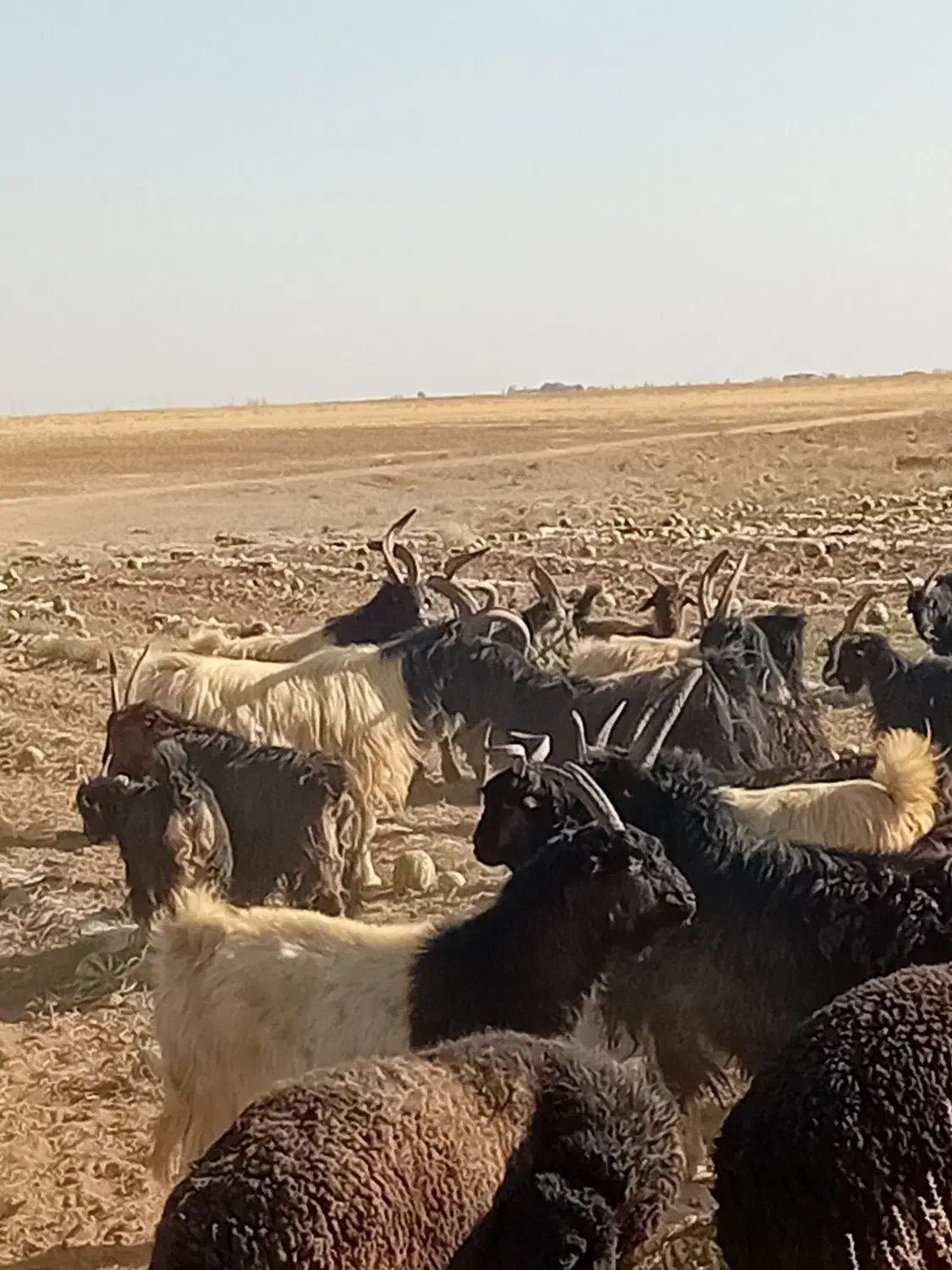 فروشچندراسدوبروبزغالهدوبری|حیوانات مزرعه|فرمهین, |دیوار