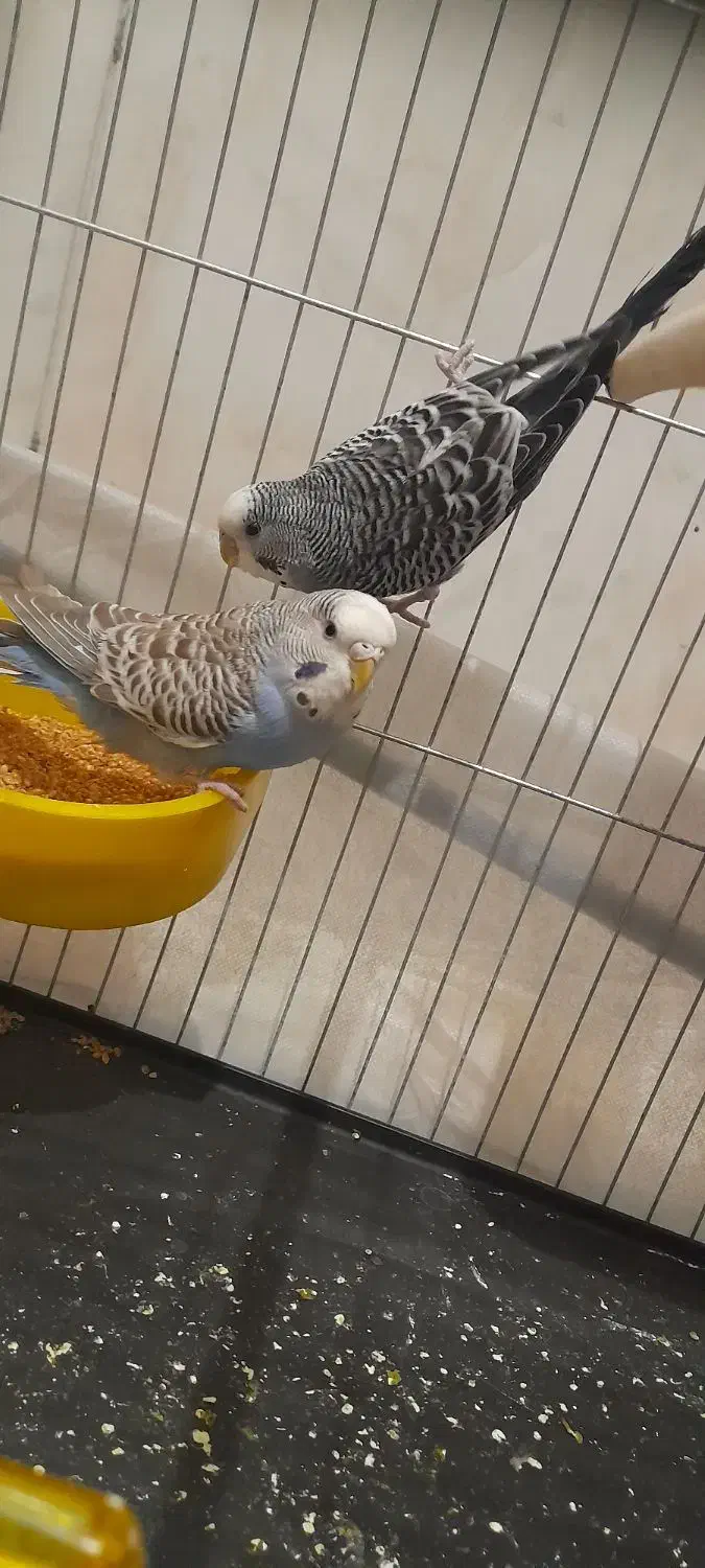 یک جفت مرغ عشق|پرنده|تاکستان, |دیوار