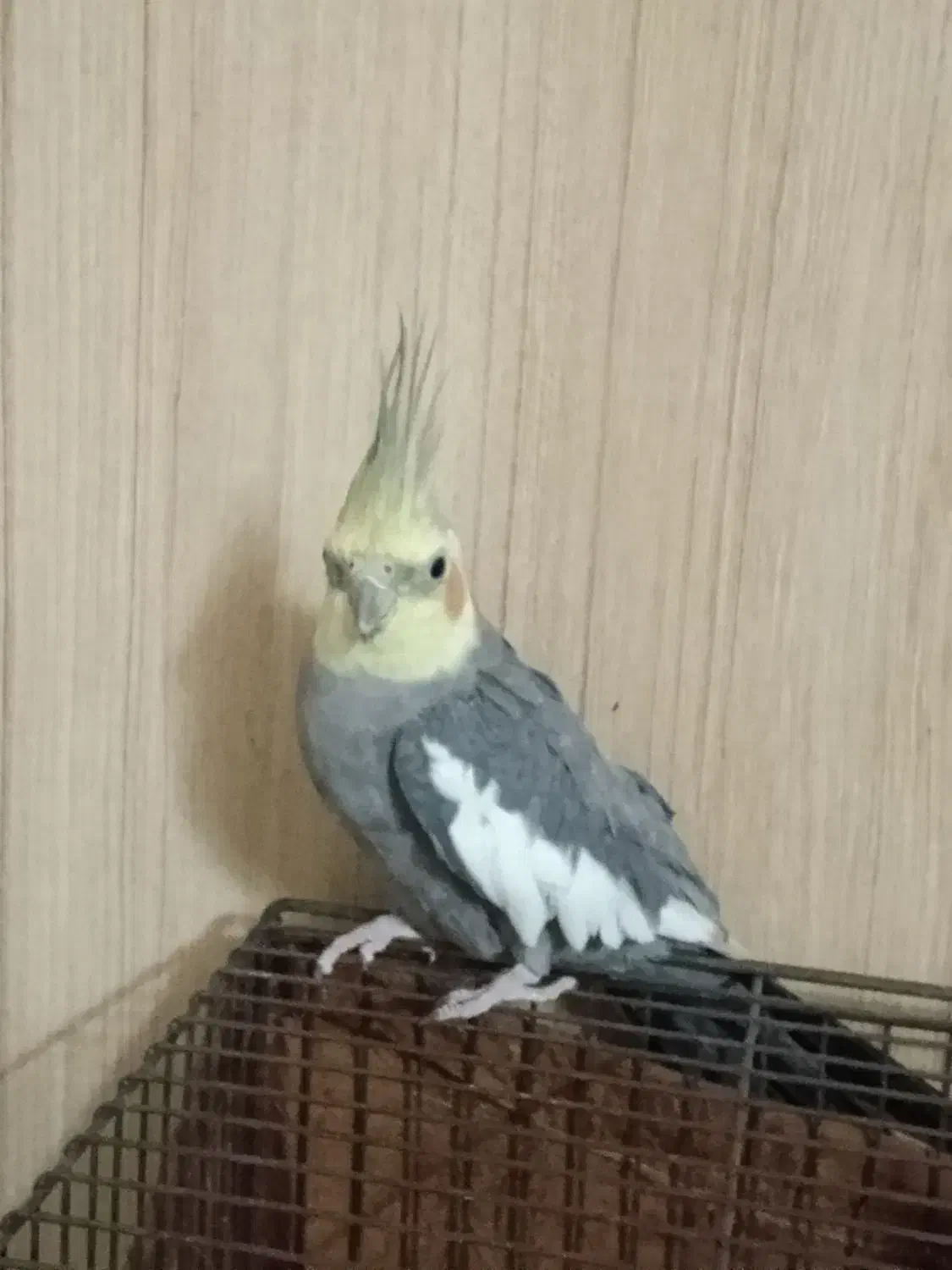 عروس هلندی نر سخنگو|پرنده|تهران, یافتآباد|دیوار