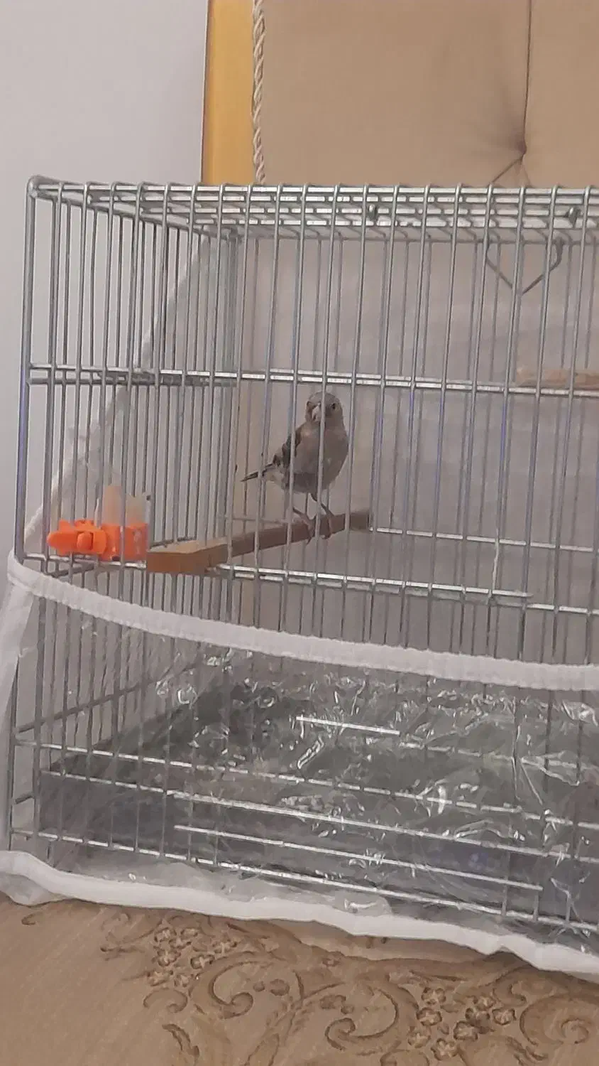 جوجه سهره آوازخان|پرنده|تبریز, |دیوار