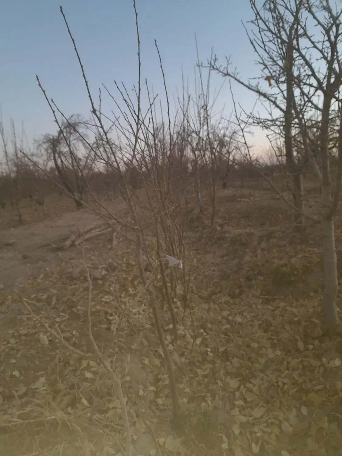 نهال الو|گل و گیاه طبیعی|زبرخان, |دیوار