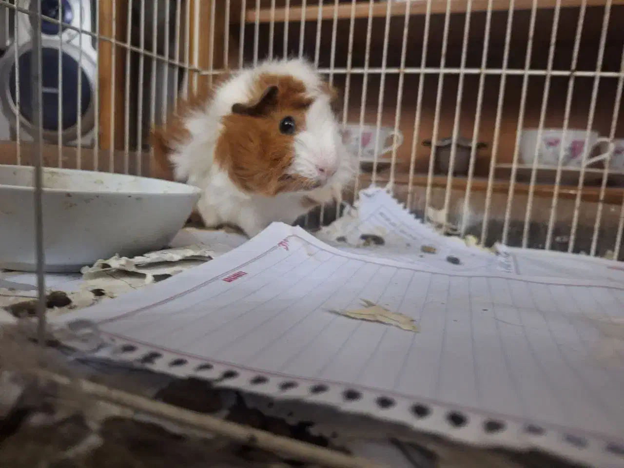 خوکچه هندی|موش و خرگوش|مشهد, احمدآباد|دیوار