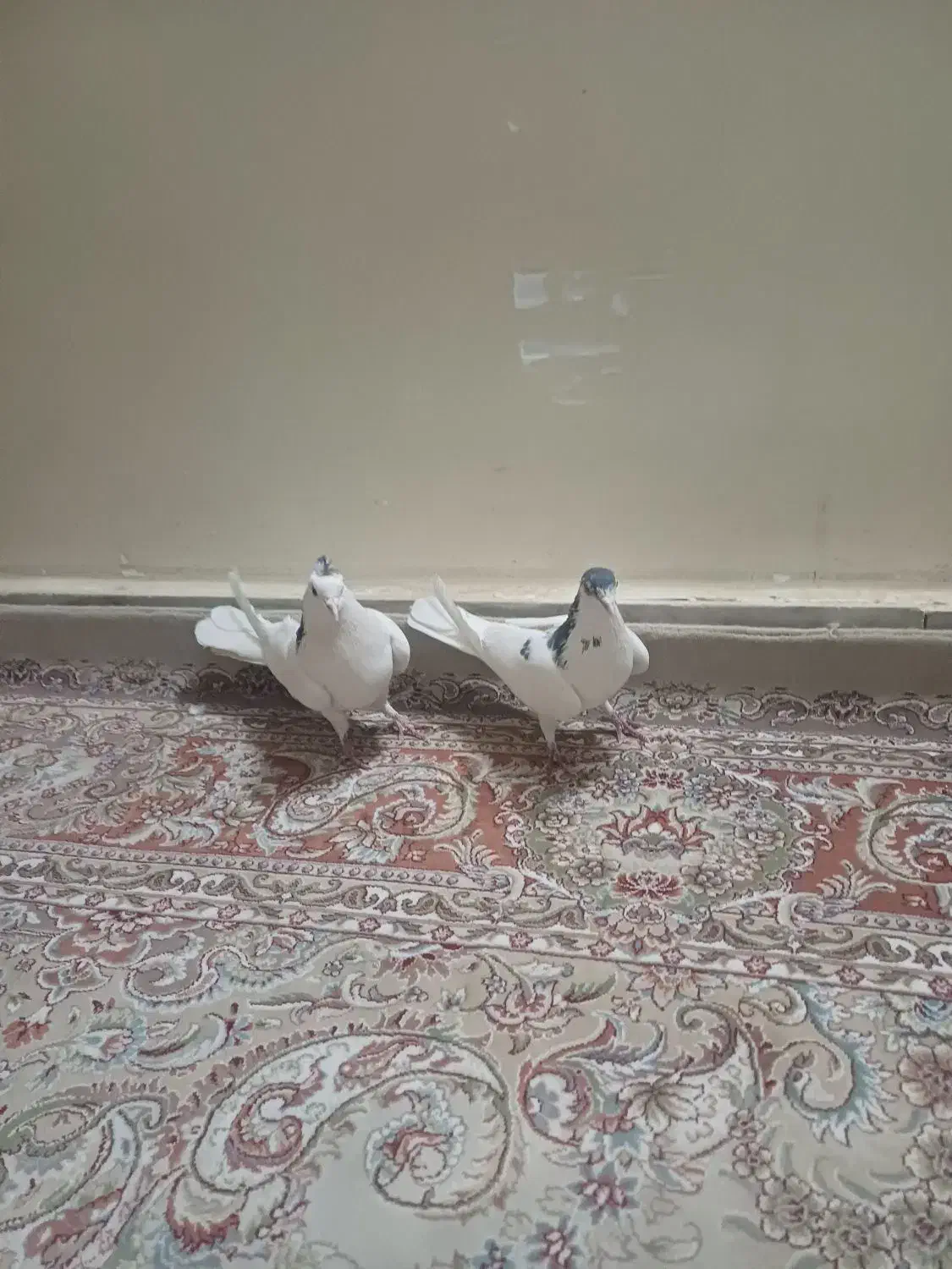 کبوتردمگیر یاسیاه پشت|پرنده|خمینی‌شهر, |دیوار