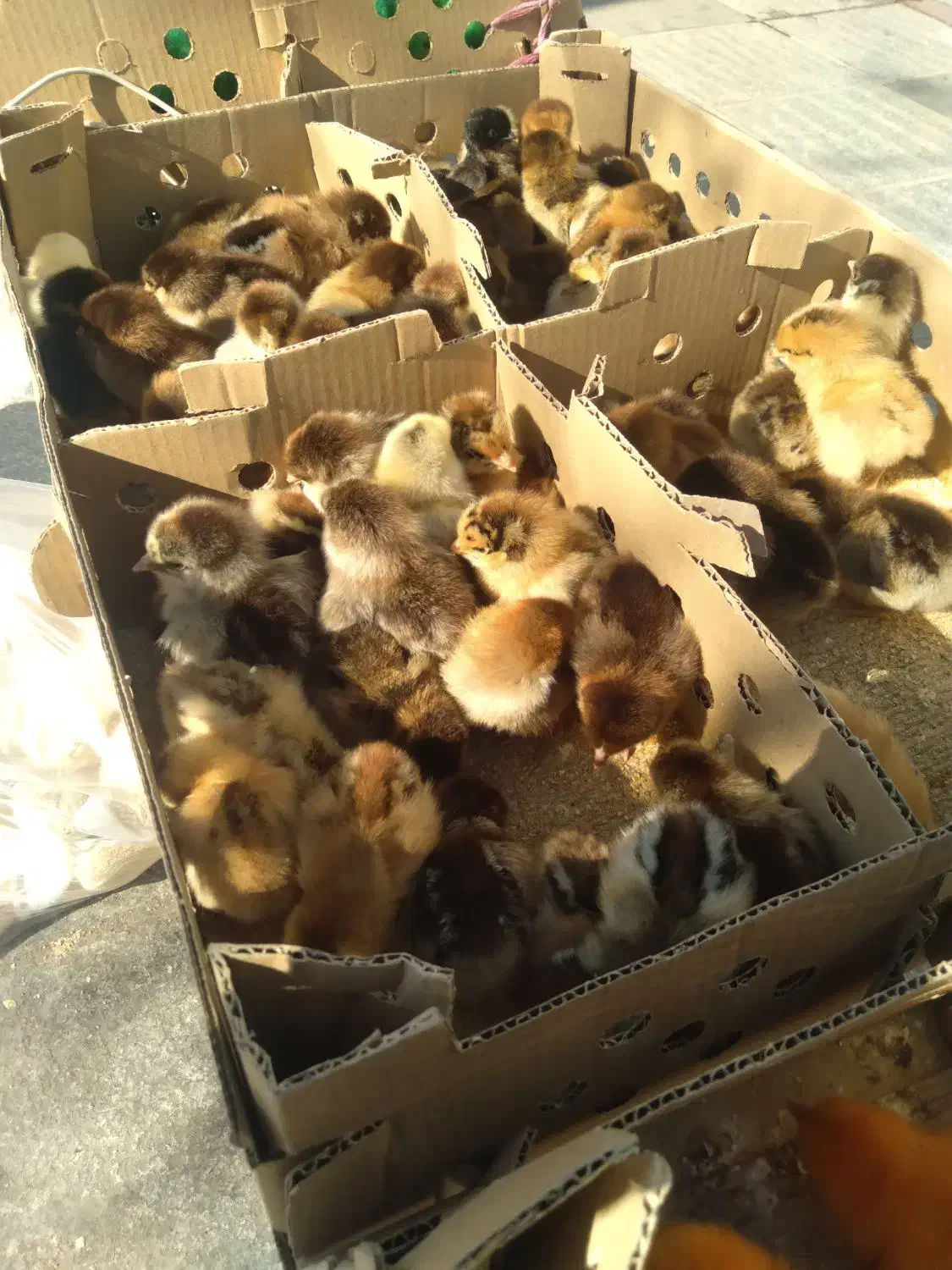 جوجه رسمی گلپایگانی|حیوانات مزرعه|تاکستان, |دیوار