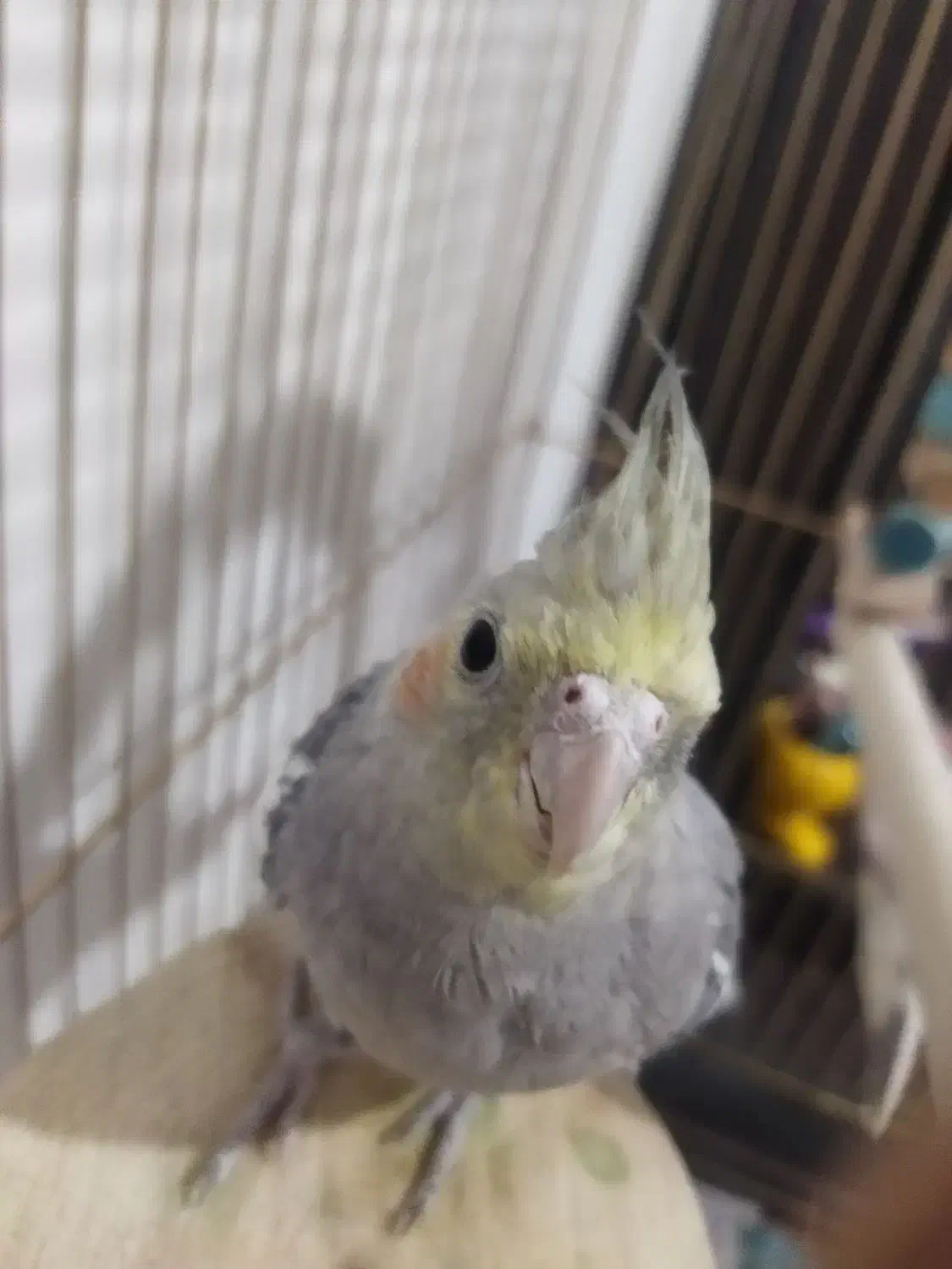 عروس 3ماهه|پرنده|زرند, |دیوار