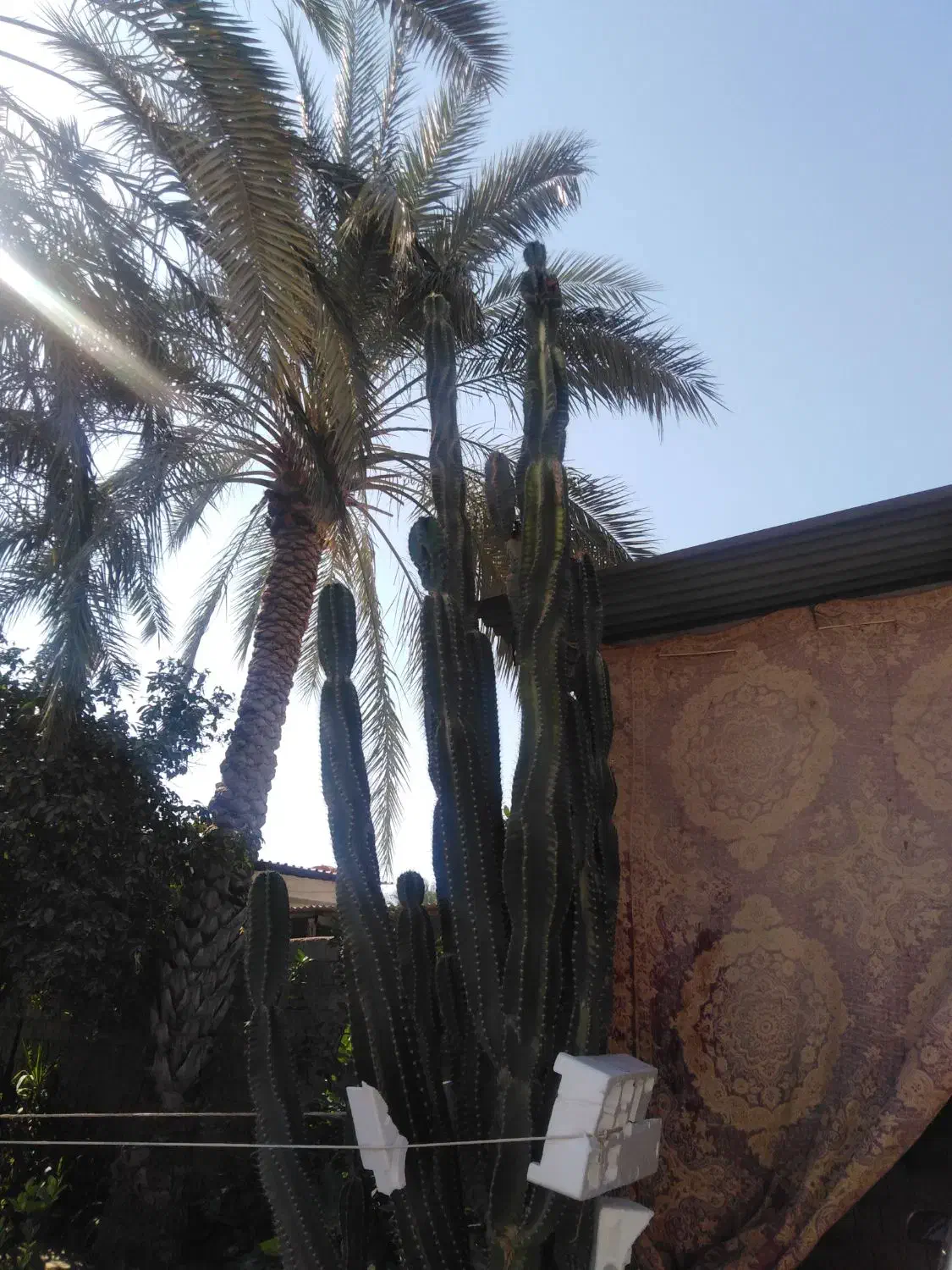 کاکتوس بزرگ قواره دار تمیز|گل و گیاه طبیعی|سعدآباد, |دیوار