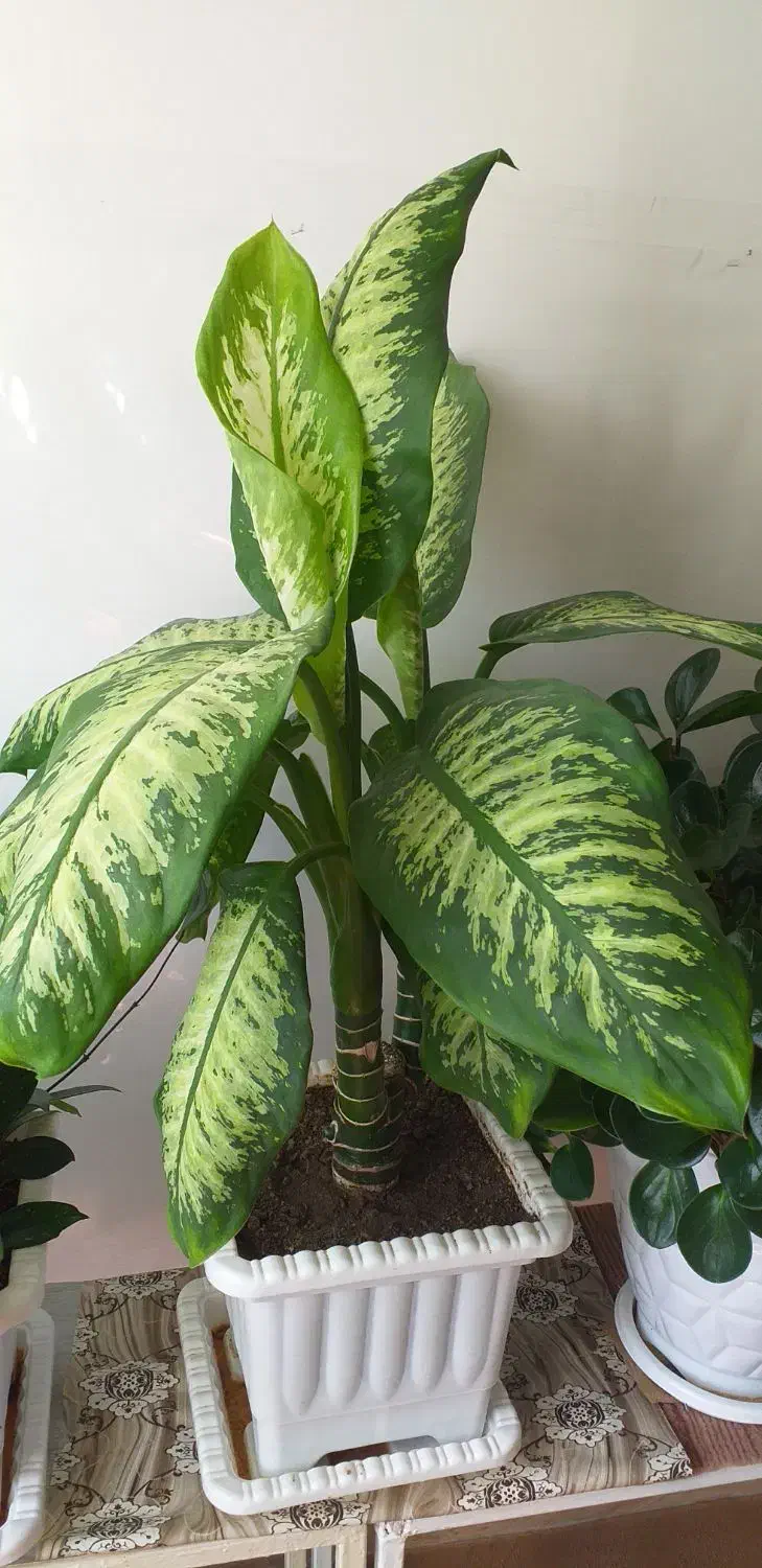 گل آپارتمانی|گل و گیاه طبیعی|سراب, |دیوار