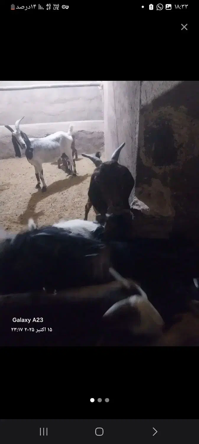 دو رس بزغاله|حیوانات مزرعه|معصومیه, |دیوار