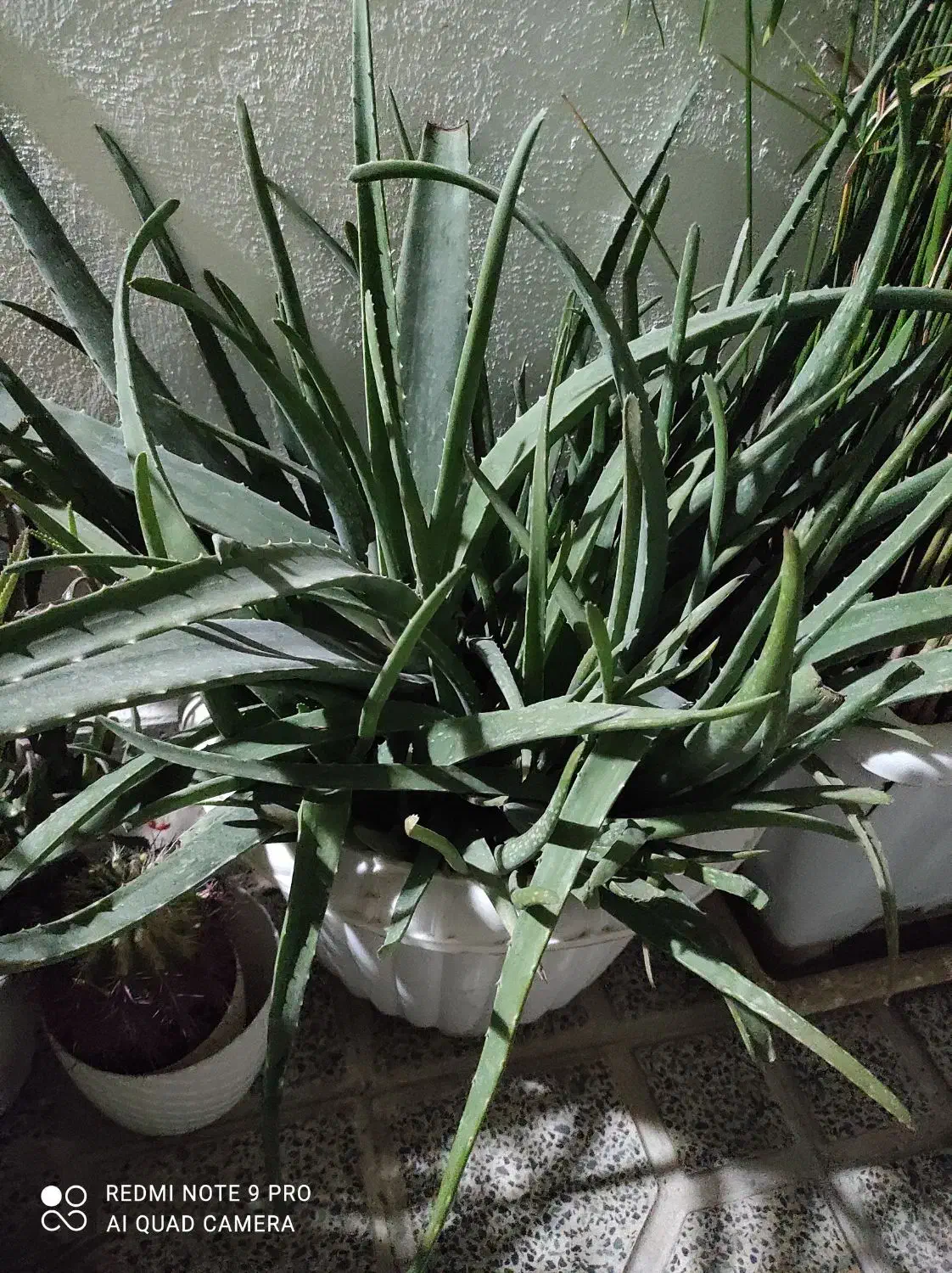 گل طبیعی|گل و گیاه طبیعی|اسلام‌شهر, زرافشان|دیوار