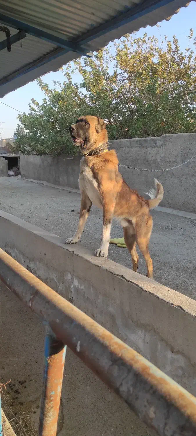 واگذاری سگ دهن پاک|سگ|سبزوار, پاسداران|دیوار